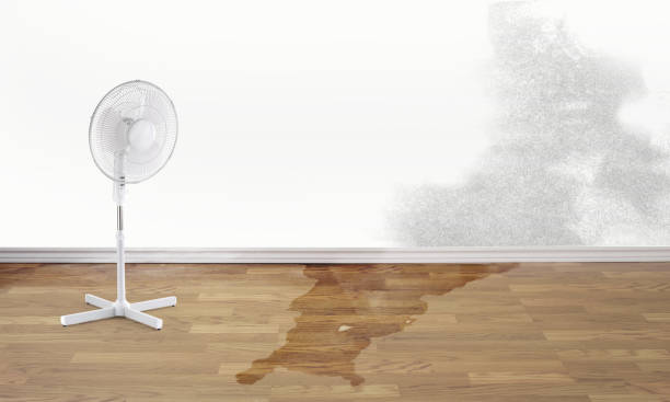 Best Water damage restoration near me  in Denton, MD